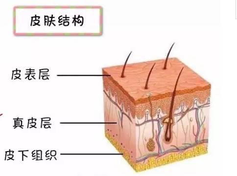 皮肤结构